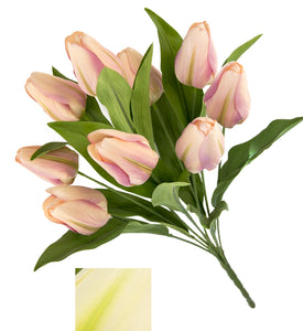 BUSH TULIPANO X9