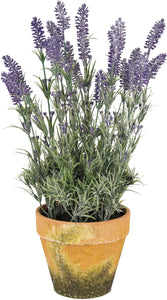 PIANTA LAVANDA KLAMORE RUSTIC 52CM