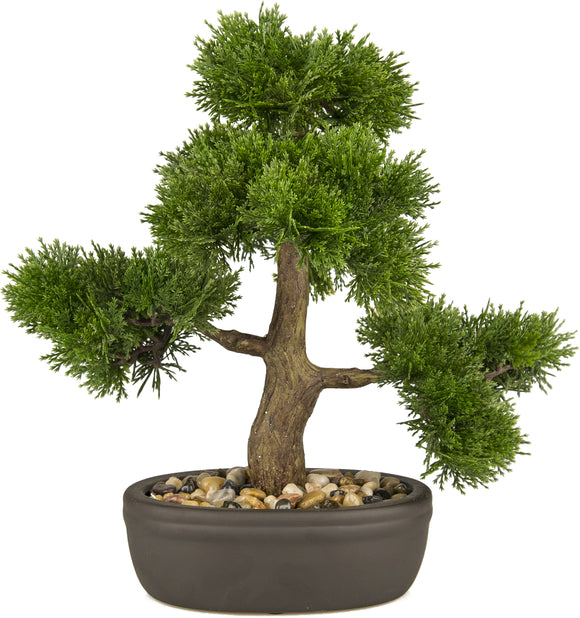 PIANTA BONSAI KLAMORE